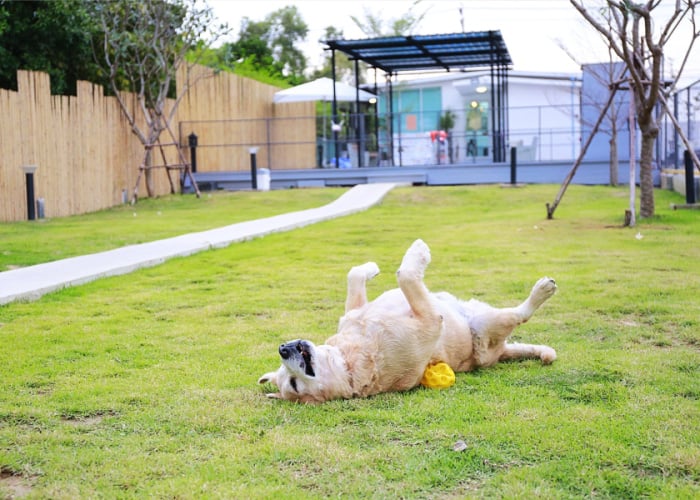 how to introduce a dog to a dog park