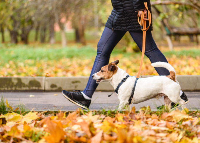 how to walk a blind dog on a leash