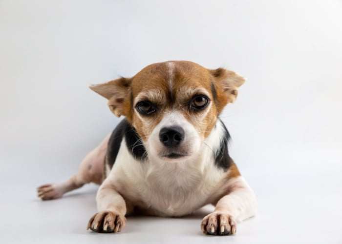 jack russell mixed with chihuahua