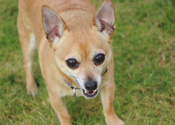 jack russell terrier and chihuahua mix