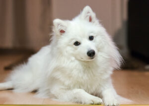 japanese spitz