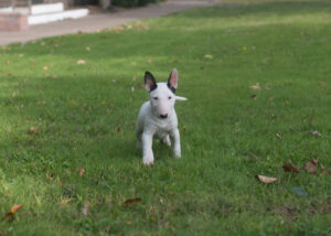 miniature bull terrier