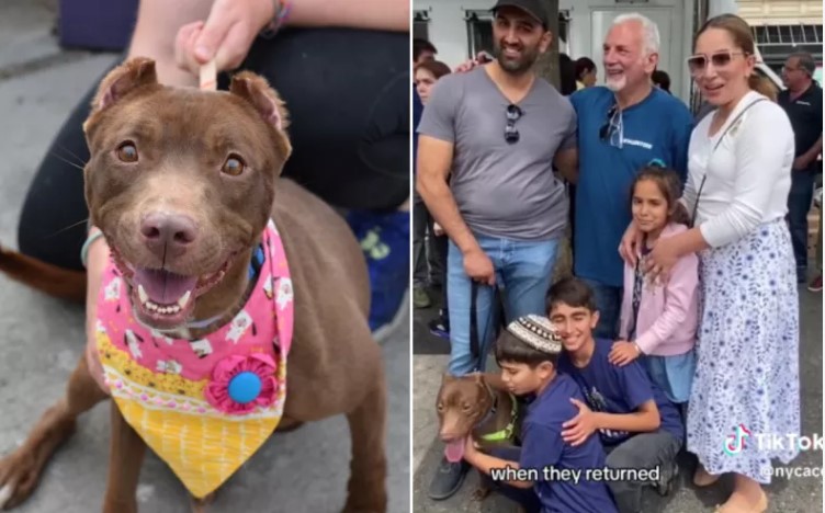 nyc family reunited with stolen dog at acc adoption event