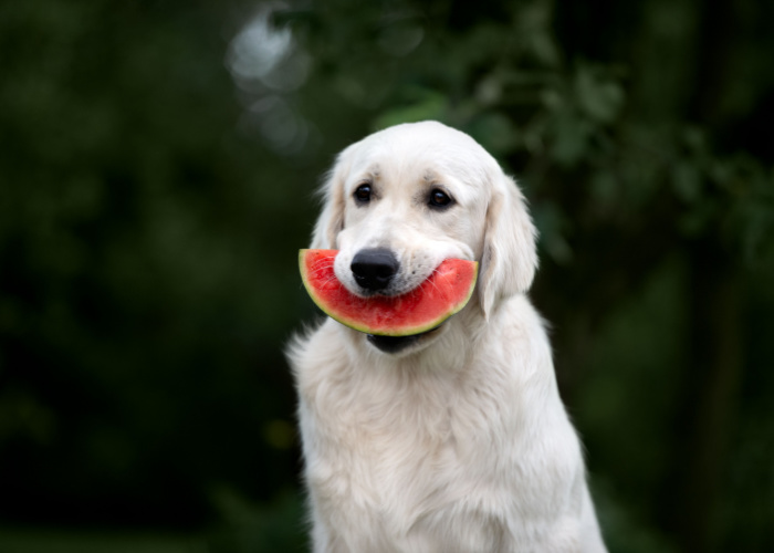 old names for dogs that start with W