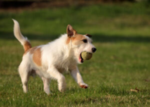 parson russell terrier