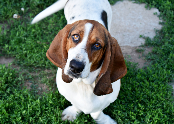 price of basset hound