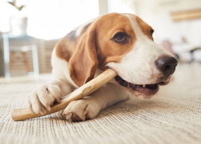 raw meaty bone as dental dog food