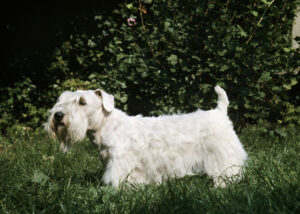 sealyham terrier