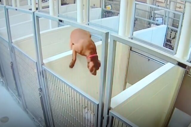 shelter-dog-jumping-a-wall