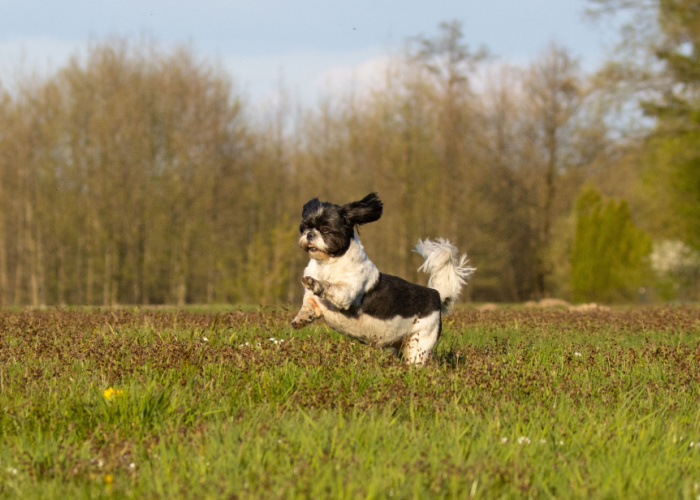 shih tzu exercise benefits