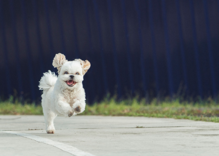 shih tzu exercise needs