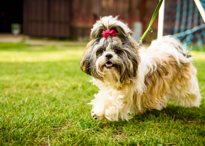 shih tzu exercise requirements