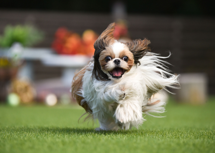 shih tzu exercise