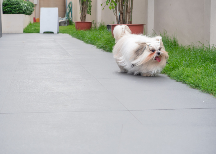 shih tzu indoor exercise