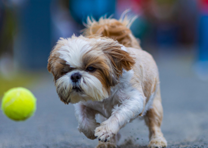 shih tzu puppy exercise