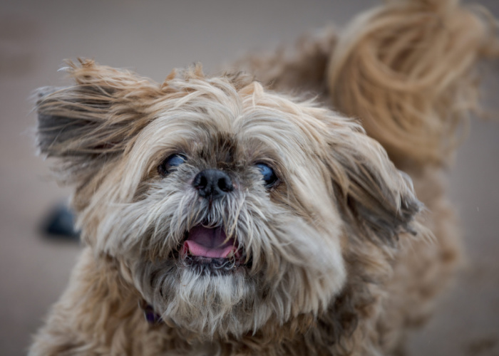 shih tzu senior exercise