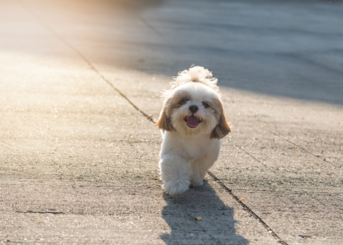 shih tzu summer exercise