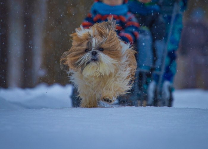 shih tzu winter exercise