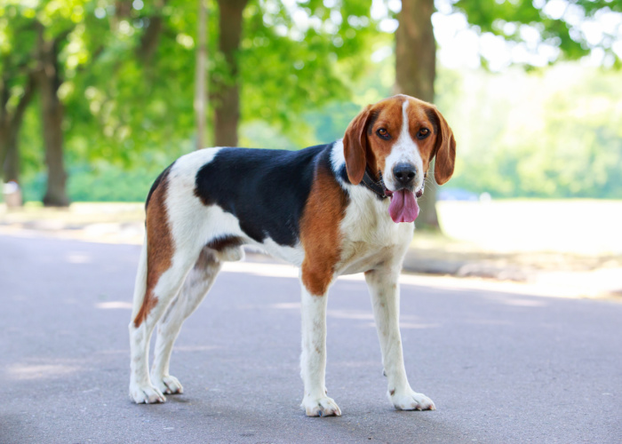 small hound breed