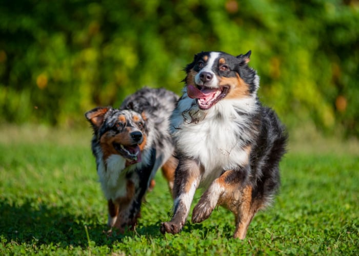 taking dog to dog park first time