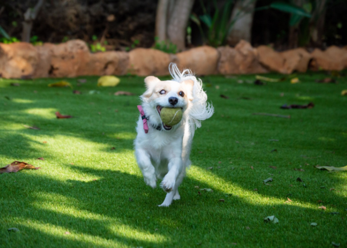 toys for a blind dog