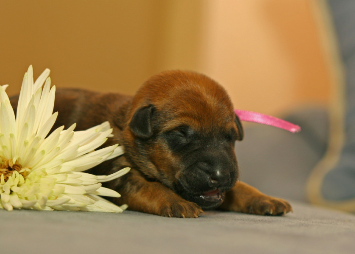 training a blind dog