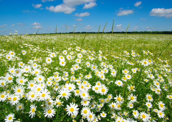 what is chamomile