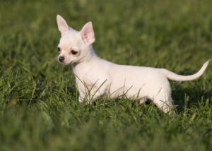 white chihuahua