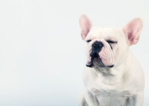 white french bulldog