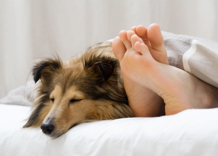 why do dogs sleep at your feet