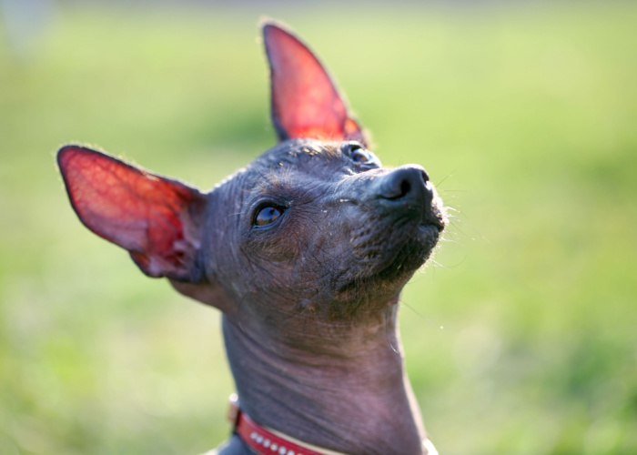 xoloitzcuintli